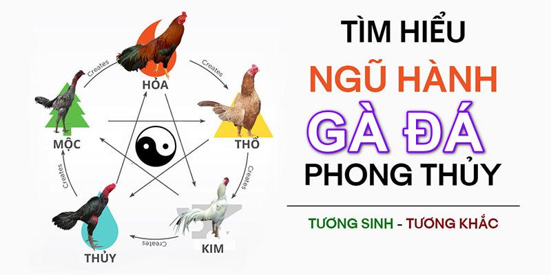 Mạng ngũ hành được sư kê rất chú trọng khi thi đấu